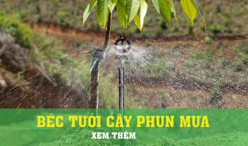 BÉC TƯỚI CÂY PHUN MƯA