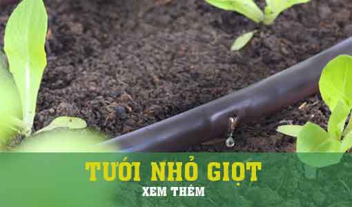 TƯỚI NHỎ GIỌT